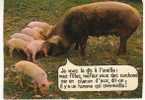 COCHONS HUMOUR - Schweine