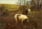 Chercheur De Truffes - Pigs