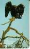 FINLAND 20 MK EAGLE  BIRD  BIRDS  2000 ONLY !!  SAVONLINNAN REGION ONLY USED READ DESCRIPTION !! - Finnland