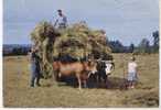 Auvergne La Fenaison  1974 - Attelages