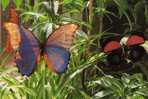 PAPILLONS - Schmetterlinge