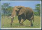 Elephant - African Bush Elephant (Loxodonta Africana) - Elephants