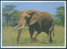 Elephant - African Bush Elephant (Loxodonta Africana) - Elefanti