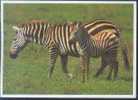 Zebra - Grevy´s Zebra (Equus Grevyi) & Cub - Zebre