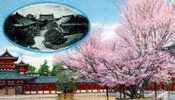 Cherry Blossoms At The Heian Jingu  , Kyoto - Kyoto