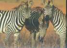 Zebra - Three Zebras - Zebra's