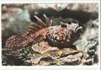 SCORPAENA PORCUS ,SCORPION FISH ,DRACHENKOPF   Aquarium De Monaco - Pescados Y Crustáceos