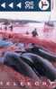 PILOT WHALES ( Faroe Islands )  Whale Fishing - Baleine Pêche - Ballena Pesca - Balena - Wal Fish - Poisson - Pez - Isole Faroe