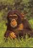 SINGE / CHIMPANZE / MONKEY - Singes