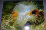 Animals,Fish,Aquaristic,Clown De Feu,Amphiprion Ephippium,postcard - Pescados Y Crustáceos