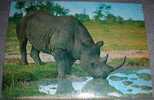 Animals,Africa,Zambia,Rhinoceros,Rhino,postcard - Rinoceronte