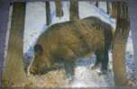 Animals,Hog,Grunter,Wild Pig,postcard - Cochons