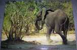 Animals,Africa,Elephant,Botswana,postcard - Elephants