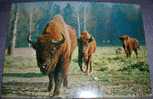 Animals,Buffalo,Bison Bonasus,Park,Poland,Piotr Michalowski,Stamp,postcard - Stieren