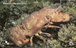 Croatia - Baba - Scyllarides Latus - Undersea - Kroatien