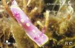 Croatia - Chromodorirs  Luteorosea - Undersea - Kroatië