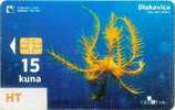 Croatia - Dlakavica - Undersea - Transparent Card - Croatia