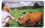 COWS ( Sweden Chip Card  ) *** Cow - Vache - Vaca - Vaches - Kuh - Mucca - Vacca - Koe *girl - Enfant - Children - Child - Svezia