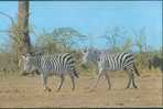 Zebra - Two Zebra In The Wild - Zebras