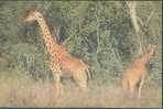 Giraffe - Two Giraffes In The Wild - Girafes
