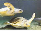 Cpm Tortue Carreta Turtle Tortoise Aquarium Tropical Du Musee Des Arts Africains - Schildpadden