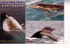 2 Carte Sur Les Balaines - 2 Whale Postcards - Dauphins