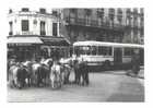 Paris   -   Les Poneys Du Jardin Du Luxembourg Au Carrefour Sèvres Lecourbe - Paris (15)