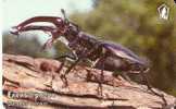 TARJETA DE BULGARIA DE UN ESCARABAJO CIERVO VOLADOR  (INSECT) - Bulgarie