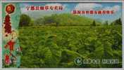 Tobacco Planting Field,China 2007 Ningdu Tobacco Monopoly Bureau Advertising Pre-stamped Card - Tabak