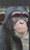 SINGE - CHIMPANZE / MONKEY / AFFE - Singes