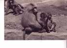 Une Famille De Singes  HAMADRYAS - Parc Zoologique Du Bois De Vincennes - N° 186 - Singes