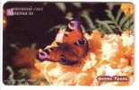 BUTTERFLY  ( Russia Old Chip Card ) * Papillon Butterflies Schmetterling Papillons Mariposa Farfalla Animal Animals - Schmetterlinge