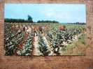 Harvesting Tobacco   - Cca 1960´s  VF    D12971 - Landwirtschaftl. Anbau
