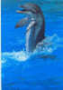Cpm Dauphin Dolphin - Delfines