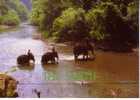 3 Animal Postcard / 3 Carte Animaux - Elephant - Elephants