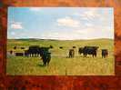 Cattle - Angus Nebrelles - Nebraska   VF   Cca 1960´s     D13118 - Taureaux