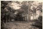 MARIAVELD MINDERHOUT  :  TUNNEL  DOOR  HET  BOS - Hoogstraten