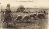 Carte Postale Ancienne Agriculture - Un Pâtre - Elevage, Ovins, Moutons, Berger - Veeteelt