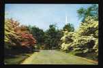 A Typical Connecticut Scene Of The Flowering Pink And White Dogwood Trees In Full Bloom - Altri & Non Classificati