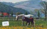Télécarte CHEVAL (29) Pferd - Horse - Paard - Caballo Phonecard Animal Japon - Caballos