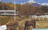 Télécarte CHEVAL (33) Pferd - Horse - Paard - Caballo Phonecard Animal Japon - Pferde