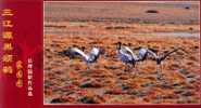 Bird, Crane,   Pre-stamped Postcard, Postal Stationery - Kraanvogels En Kraanvogelachtigen