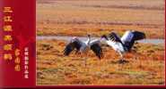 Bird, Crane,   Pre-stamped Postcard, Postal Stationery - Cranes And Other Gruiformes