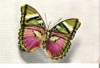 CETHOSIA (tonkin) - Papillons