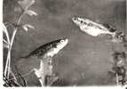 EPINOCHETTE - Vissen & Schaaldieren