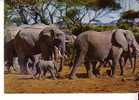 FAUNE AFRICAINE -  N °  6851  -  Troupeau D´Eléphants - Elefantes