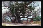 Tom Cringle's Cotton Tree, Near Spanish Town, Jamaica, The W.I. - Jamaïque