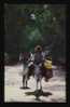 Local Transportation Through Bamboo Grove, Jamaica, B.W.I. - Jamaica