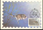 1985 Russie  Carte Maximum Rongeur Roditore Rodent - Roditori