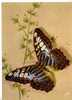 PAPILLONS EXOTIQUES -  PARTHENOS SYLVIA TUALENSIS  - Inde - Malaisie - Butterflies